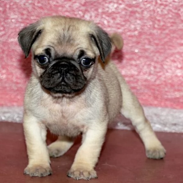 vendo adorabile cucciolo di carlino maschio | Foto 1