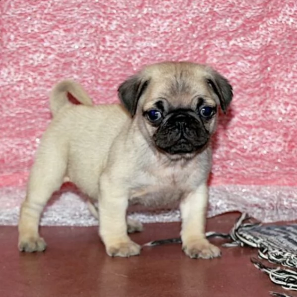 vendo adorabile cucciolo di carlino maschio | Foto 0