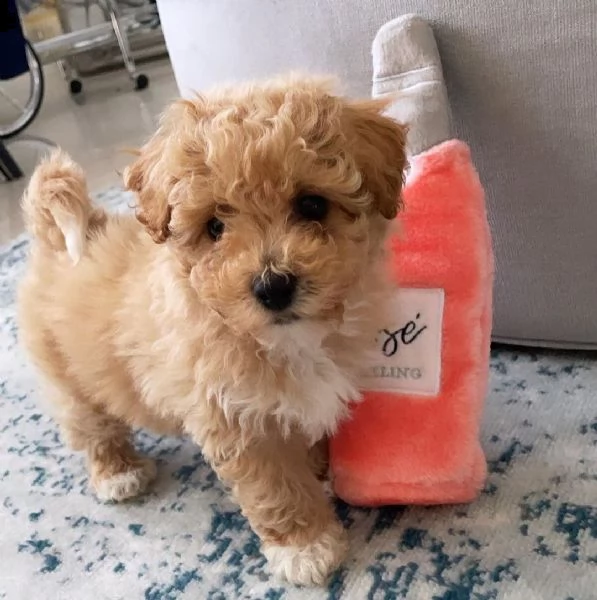 regalo cucciolo di barboncino da privato.