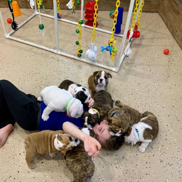 spettacoli cuccioli bulldog inglese