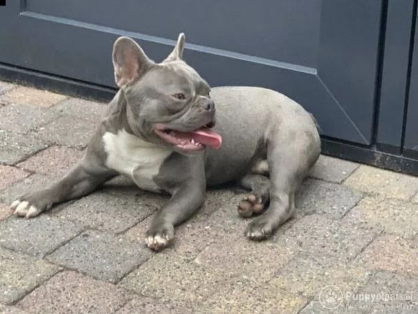 cuccioli di bulldog francese addestrati | Foto 0