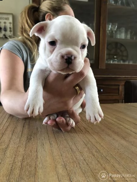 cuccioli di bulldog francese addestrati