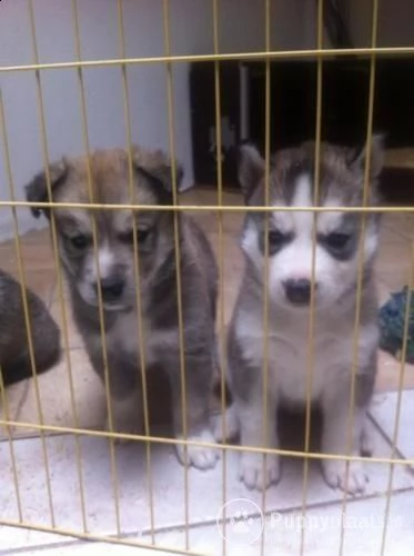 cuccioli di husky siberiano di razza pura | Foto 0