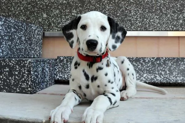 damalta cuccioli per reinserimento | Foto 0