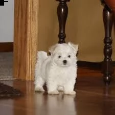 maltezer