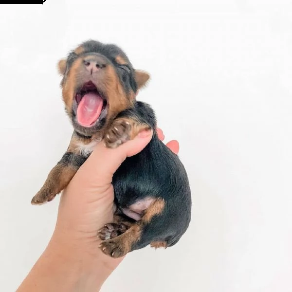 yorkshire  | Foto 0
