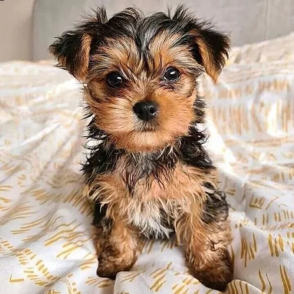cuccioli di tazza da tè addestrati a casa (+393509706299)