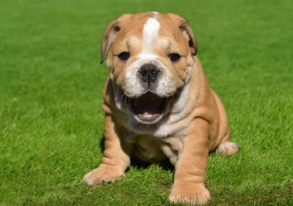 english bulldog