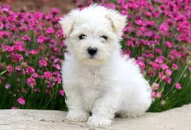 maltezer