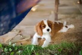 cavalier king