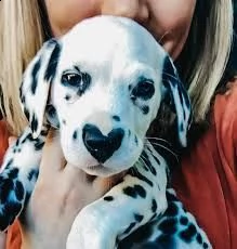 dalmata