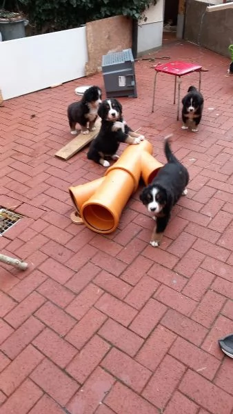 disponibili bellissimi cuccioli di bovaro del bernese