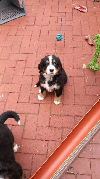 disponibili bellissimi cuccioli di bovaro del bernese | Foto 3