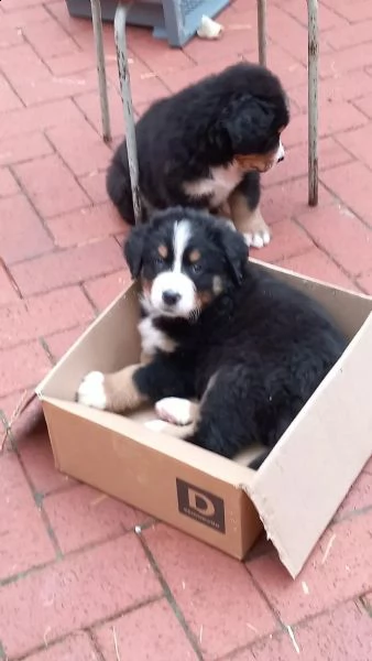 disponibili bellissimi cuccioli di bovaro del bernese | Foto 2