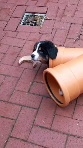 disponibili bellissimi cuccioli di bovaro del bernese | Foto 1