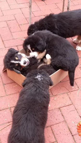 disponibili bellissimi cuccioli di bovaro del bernese | Foto 0