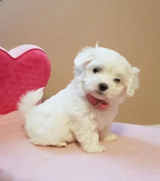 dolci cuccioli maltesi affascinanti | Foto 0