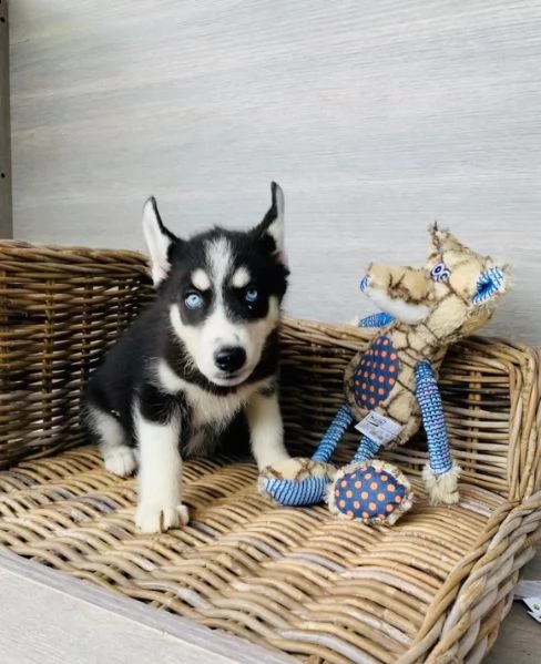 cuccioli di husky siberiano di razza pura | Foto 0
