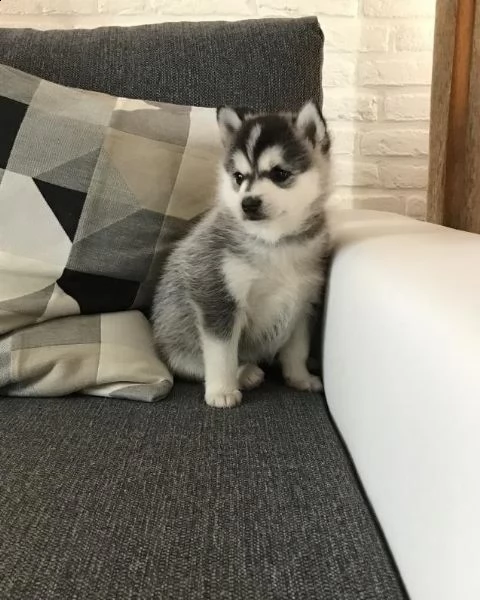 cuccioli di husky siberiano di razza pura