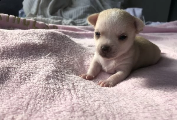 cuccioli di chihuahua per re-homing | Foto 0