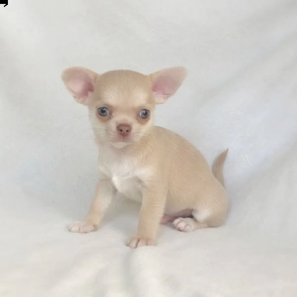 chihuahua 