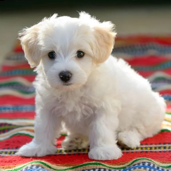 maltese  | Foto 0