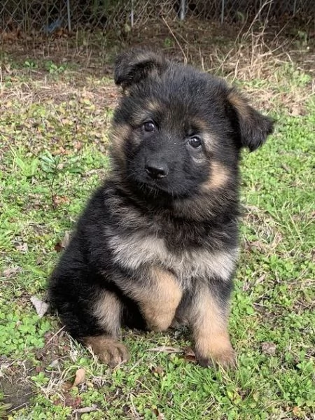 regalo cuccioli pastore tedesco cuccioli di pastore tedesco sono 3 femmine e 2 maschio. le foto sono