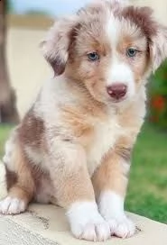 adorabili cuccioli pastore australiano femminucce e maschietti disponibili i cuccioli sono vaccinati