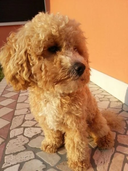 barboncino  | Foto 0