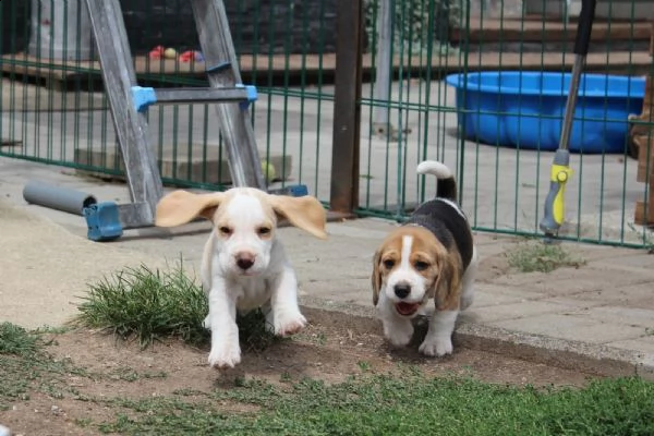 kuccioli di beagle cioccolato con pedigree | Foto 2