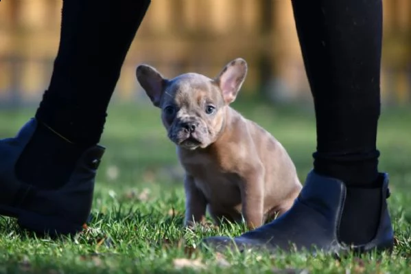 bouledogue francesi di alta genealogia | Foto 6