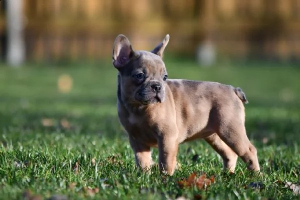 bouledogue francesi di alta genealogia | Foto 5
