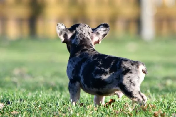bouledogue francesi di alta genealogia | Foto 4