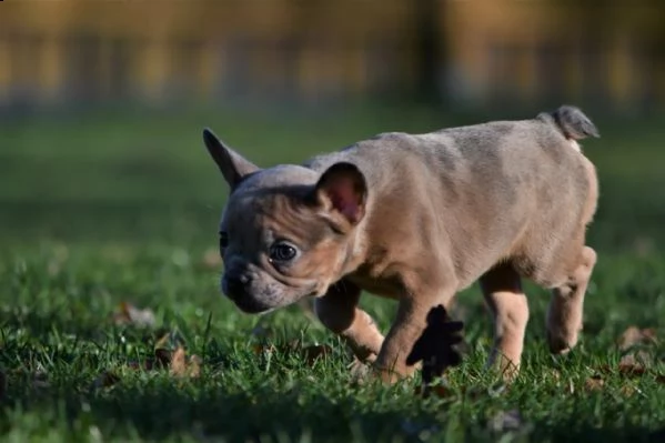 bouledogue francesi di alta genealogia | Foto 3