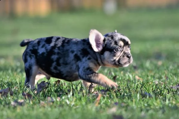 bouledogue francesi di alta genealogia | Foto 0