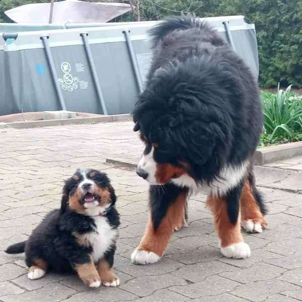meravigliosi cuccioli di bovaro del bernese | Foto 2