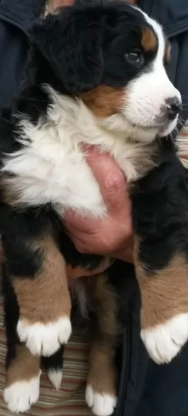 meravigliosi cuccioli di bovaro del bernese | Foto 1