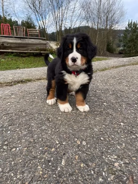 meravigliosi cuccioli di bovaro del bernese | Foto 0