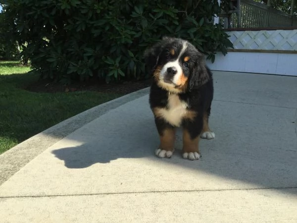 meravigliosi cuccioli di bovaro del bernese