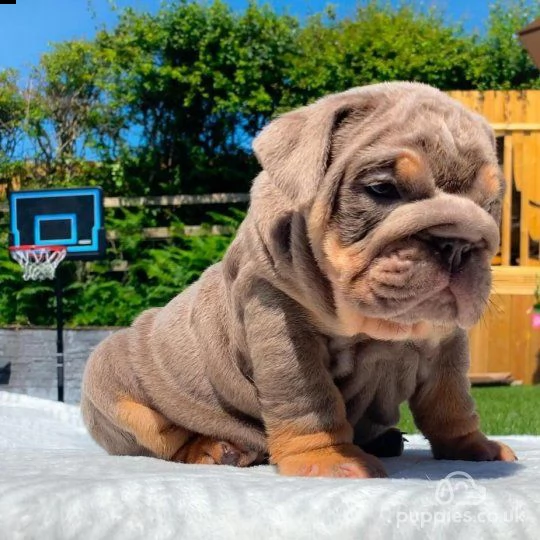 bulldog 