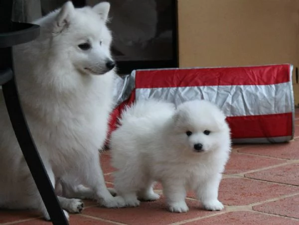 splitz 
