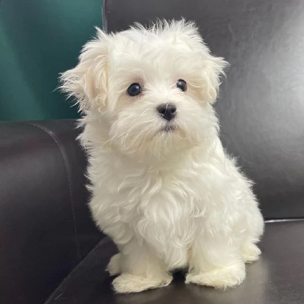 una piccola ragazza maltese lola e suo fratello sono ora pronti per una nuova amorevole casa. | Foto 3
