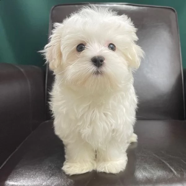 una piccola ragazza maltese lola e suo fratello sono ora pronti per una nuova amorevole casa. | Foto 2