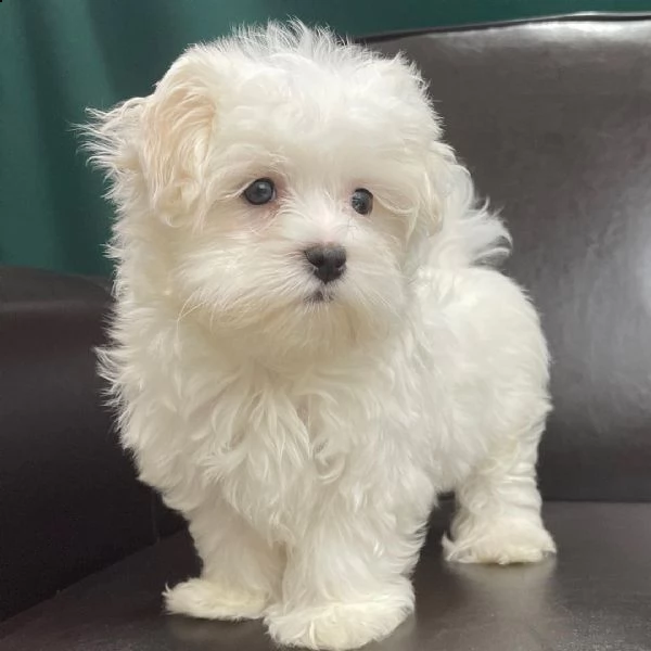 una piccola ragazza maltese lola e suo fratello sono ora pronti per una nuova amorevole casa. | Foto 0