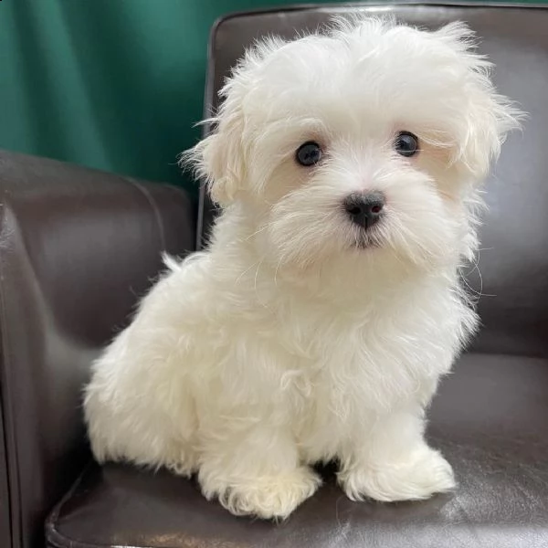 una piccola ragazza maltese lola e suo fratello sono ora pronti per una nuova amorevole casa.