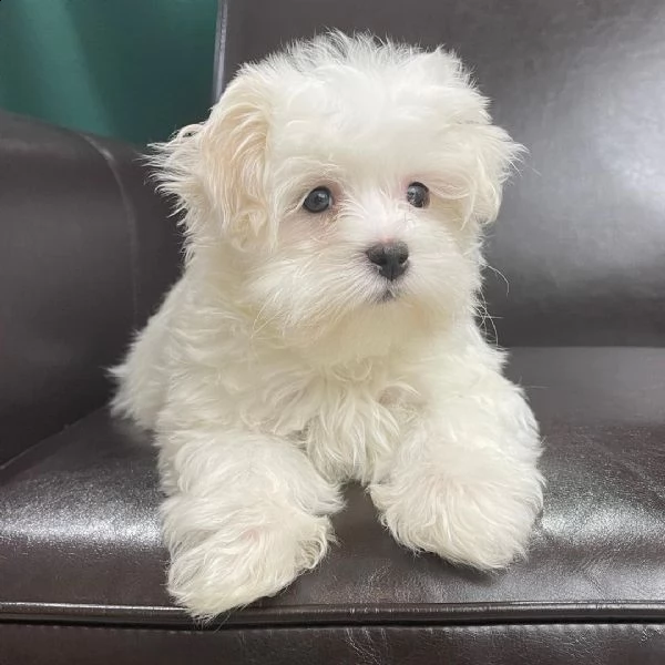 sparky | Foto 1