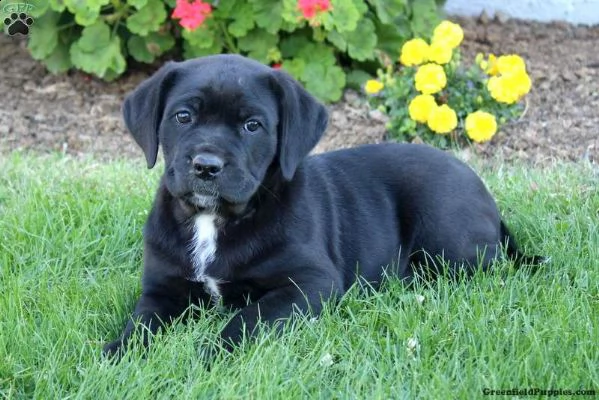 stella | Foto 0