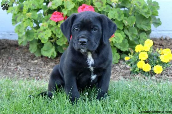 stella