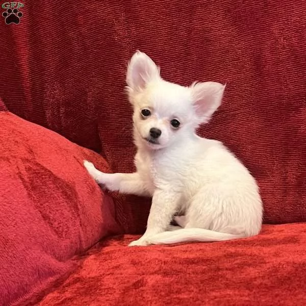 #### chihuahua for sale #### | Foto 2