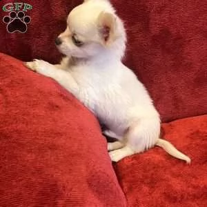 #### chihuahua for sale #### | Foto 1